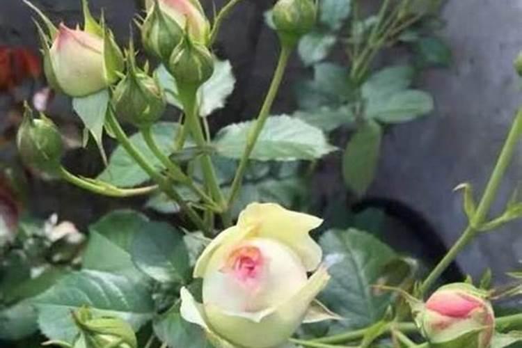 月季什么时候施花肥
