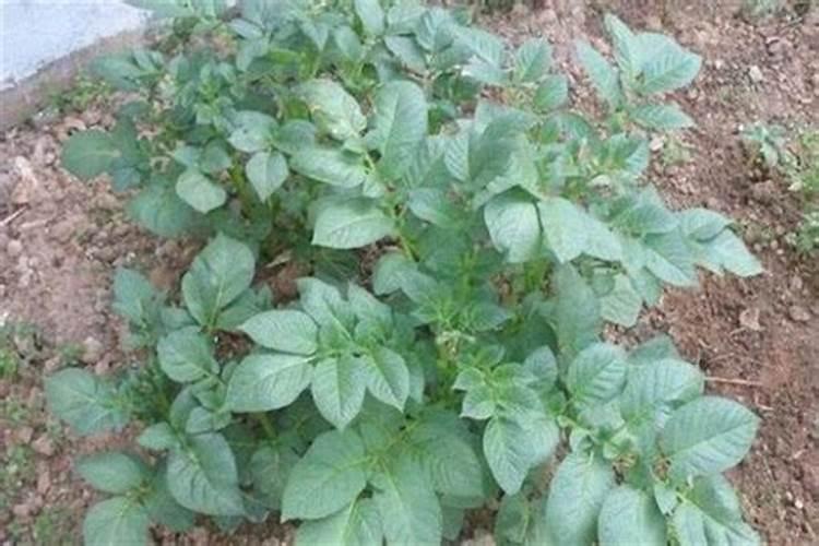 土豆开花后施什么肥料能提高产量