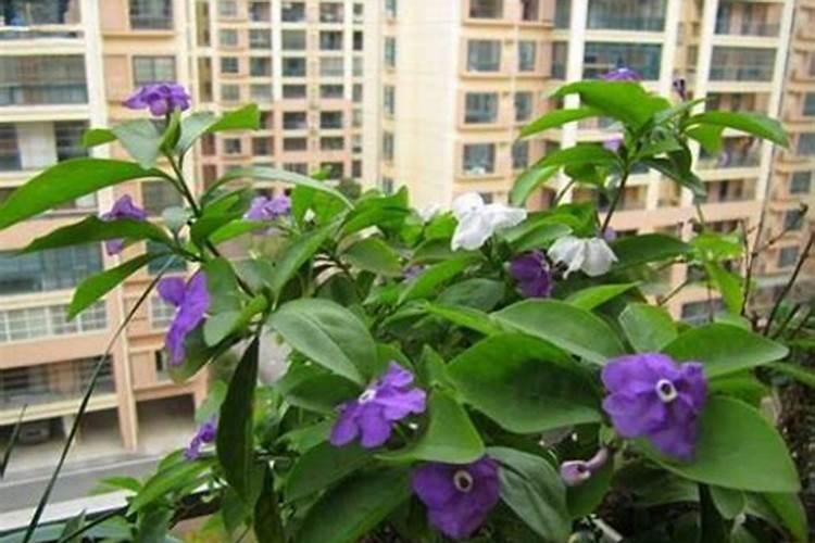 茉莉花多久施一次肥