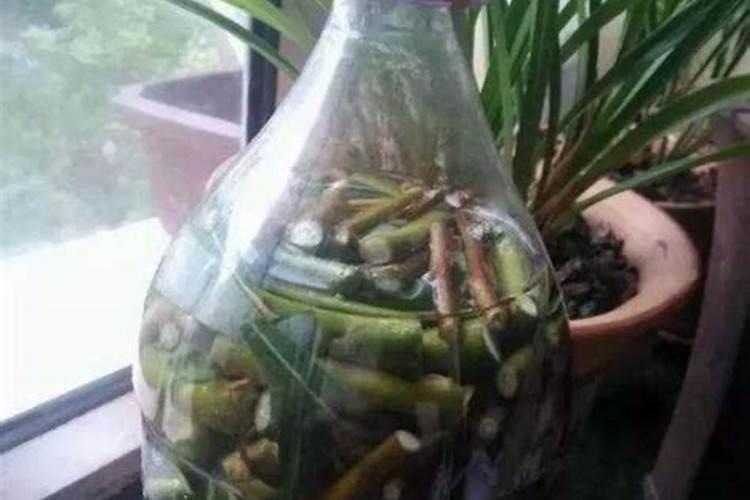 柑橘增甜的方法是什么 有哪些注意事项