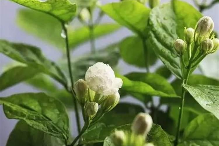 绯花玉长小花苞了,可以浇水吗