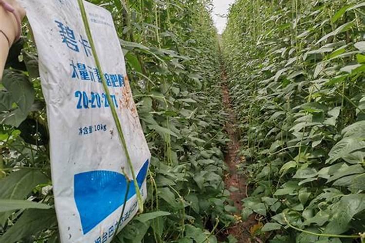 枇杷壮果用什么肥料？枇杷树壮果期的需肥特点和施肥管理建议