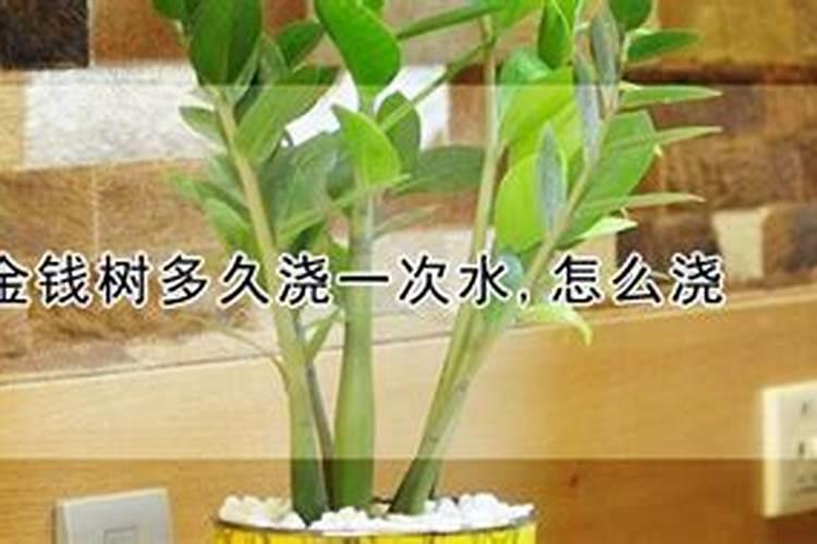 金钱树多久施肥多久浇水好呢 金钱树施肥浇水频率该如何掌握？
