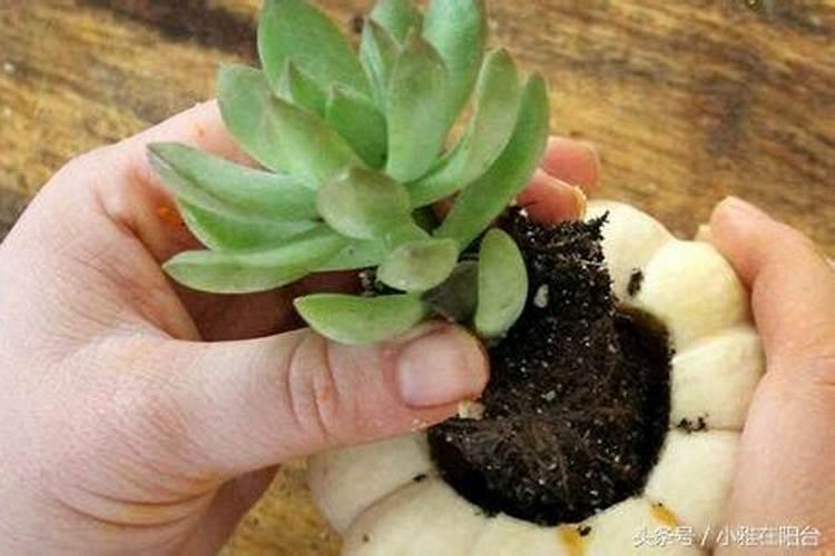 多肉宝当成营养液喷了绿植怎么办