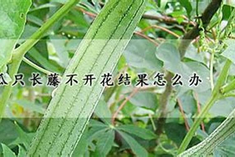 丝瓜光开花不结果叶子多什么原因(要怎样整理才会结果)