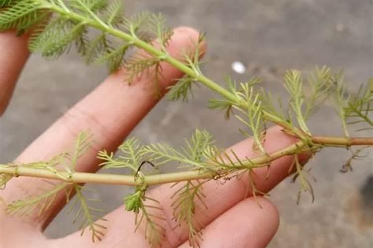 狐尾藻是种在水上还是水下