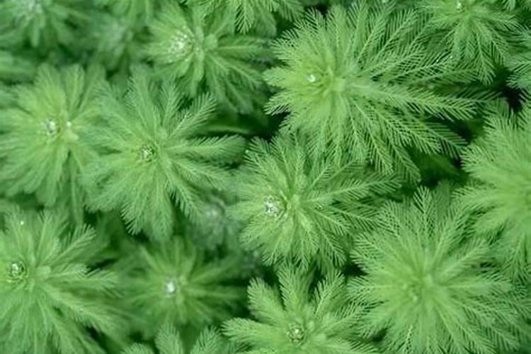 狐尾藻用什么除草剂能除干净