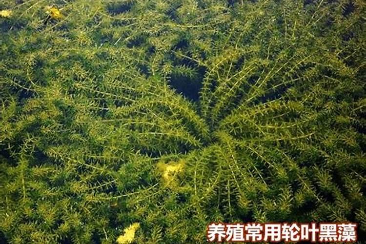 狐尾藻怎么养长的好