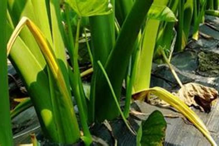 花生开花期,添加什么肥能使花生高产呢？