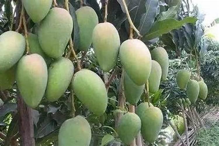 芒果花杆不红打什么药