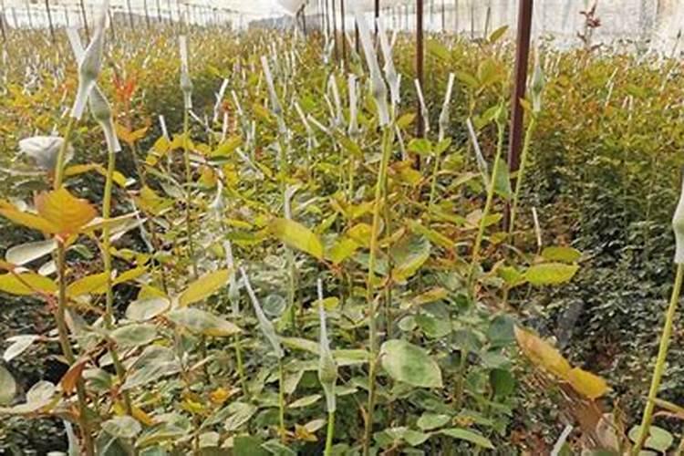 切花玫瑰冲啥肥色好？