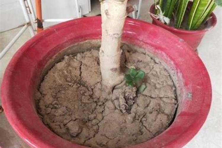 梅花的养殖方法和注意事项 盆栽