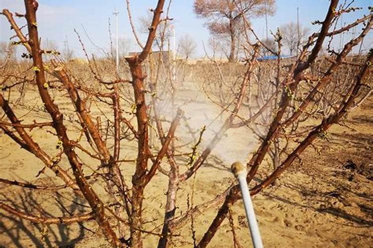 关于植物过冬喷洒什么防寒？