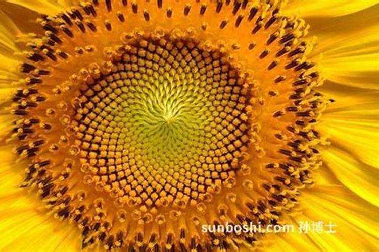 葵花开花后可以追肥吗？