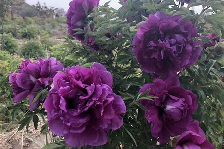 牡丹花怎么种植好