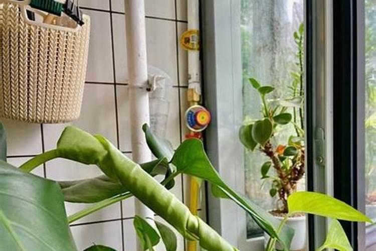 龟背竹施什么肥最好