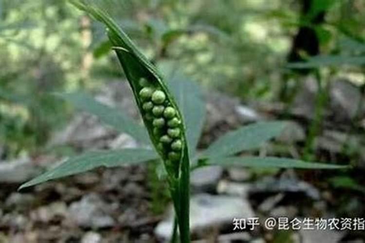 史丹利能给半夏施叶面肥吗