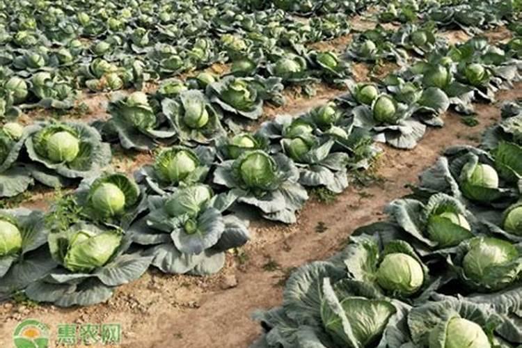 包菜花菜菠菜需要什么肥料才能种的好