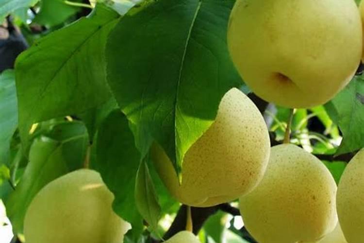 库尔勒香梨开花前期打什么(营养药