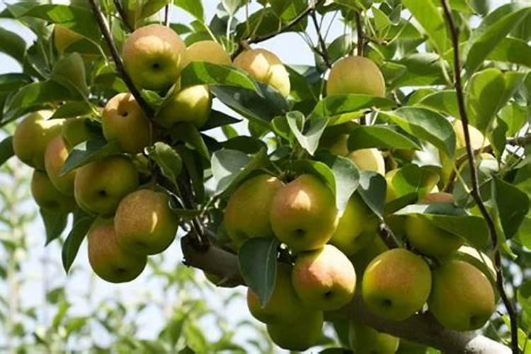 库尔勒香梨怎么领栽