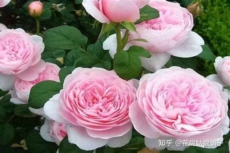 藤本月季怎么施肥,幼期氮肥为主生长期追施复合肥