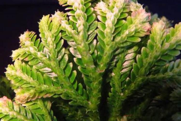 卷柏的盆栽养护方法 卷柏的种植方法分享