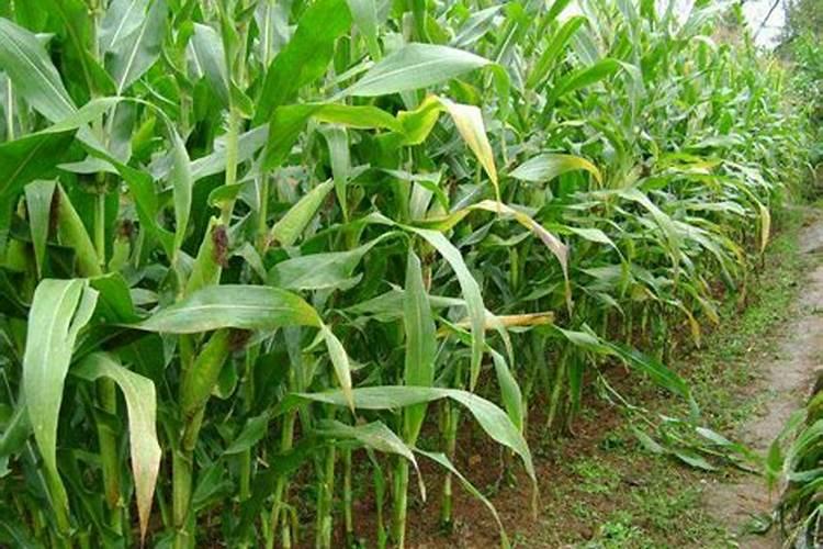玉米除草剂和叶面肥可以一起使用吗
