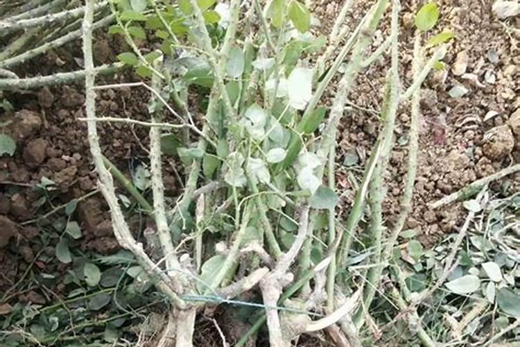 花生专用肥料