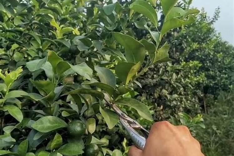 沃柑挂果全年管理技术