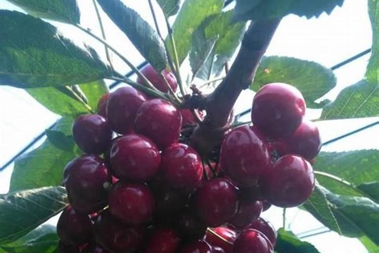 樱桃什么时间打坐果剂？是花落还是花开时？打哪种药？