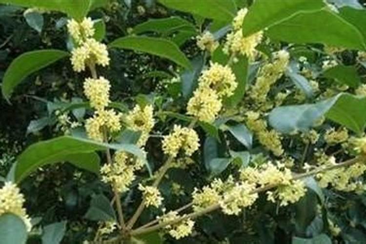 桂花树施什么肥料最好