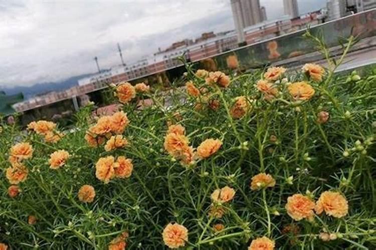 剪过的太阳花太细怎么办？