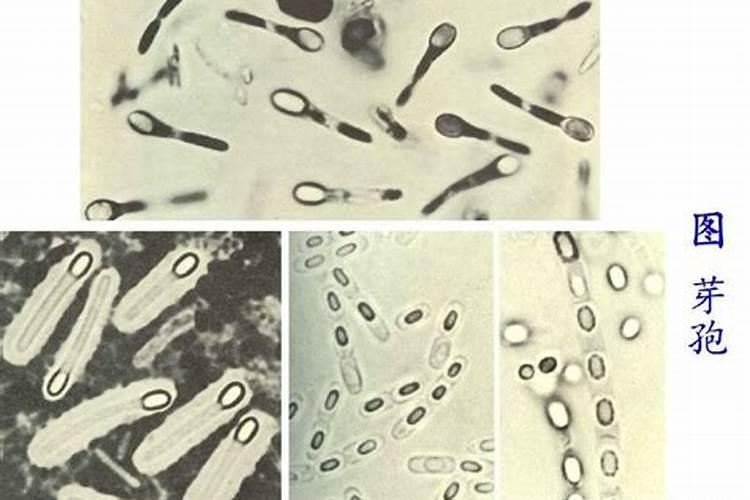微生物菌剂叶面肥用在甘蔗上可以吗