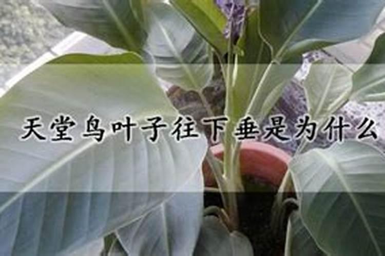 易倒伏是缺什么肥