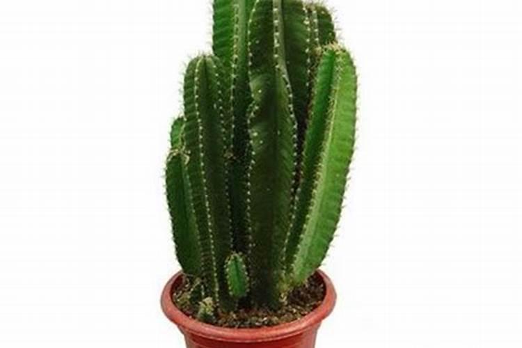 三棱箭怎样安全过冬,深秋多晒太阳、节制浇水、适量施肥