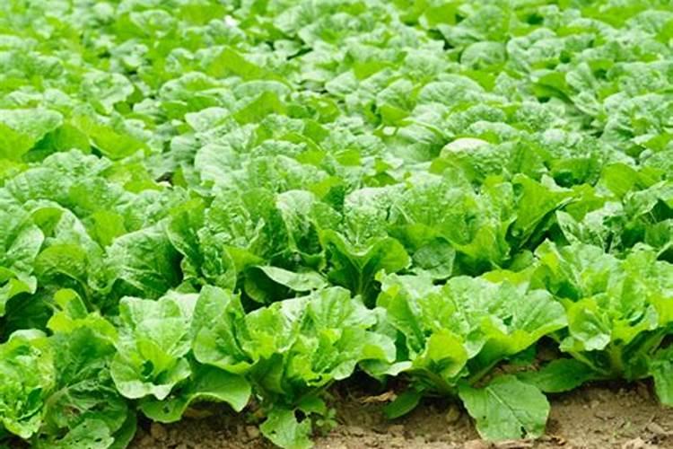 大白菜可以追尿素吗 大白菜高温干旱的防止措施有哪些