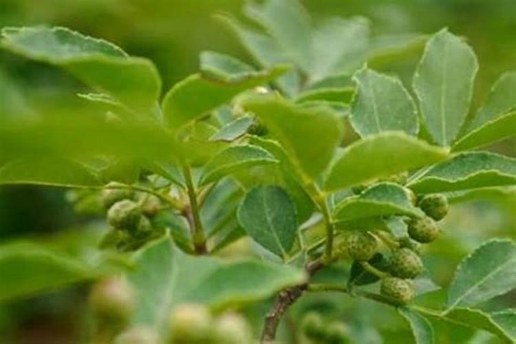 花椒树上什么肥料
