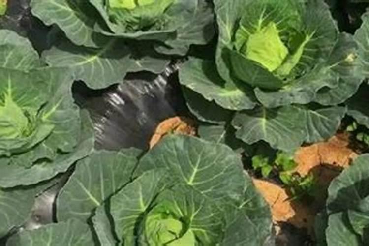 芸苔素和什么叶面肥混用在苗床上比较好？