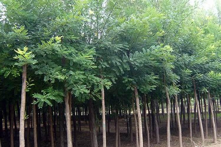 国槐树苗施什么肥好？