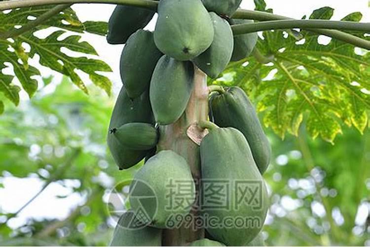 木瓜树的栽培技术
