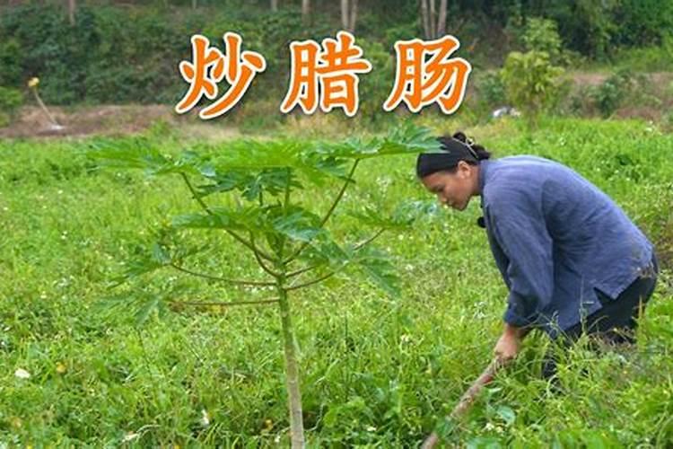 木瓜树怎么养容易结果