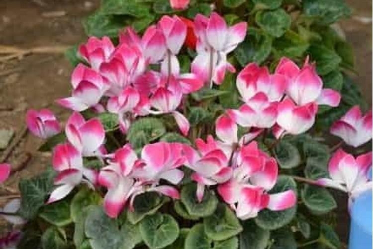 仙客来开花需要什么肥料