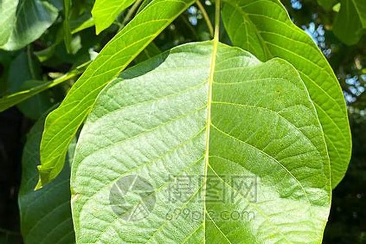 核桃叶面肥哪种最好,这样喷施最管用