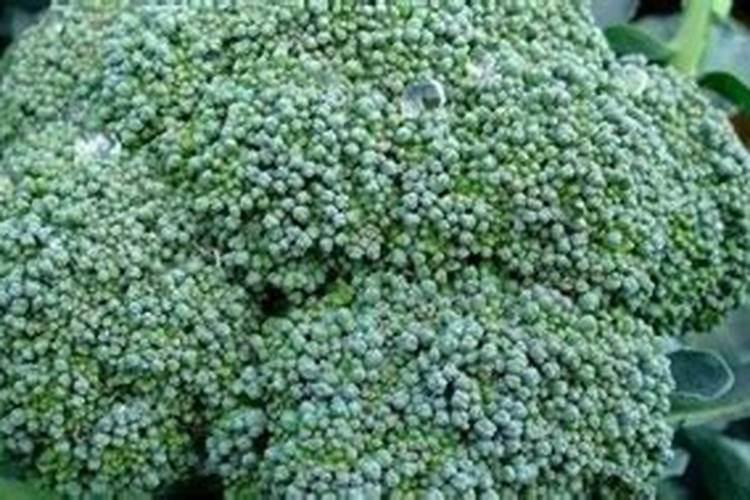 要将蔬菜上的波尔多液清洗得干干净净该怎么做