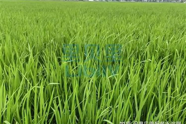 蔬菜施用锌肥一亩用多少,需要注意什么