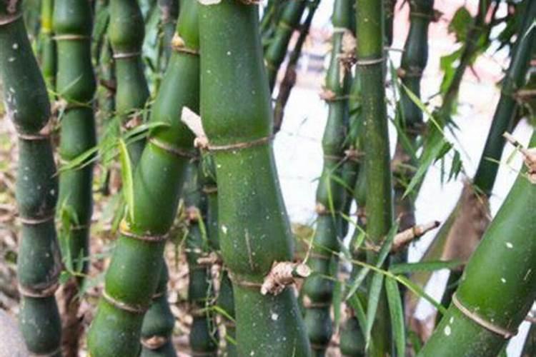 香水柠檬好养吗