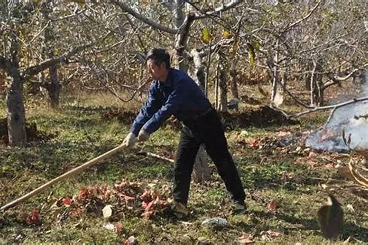 清满园可以和叶面肥混合用吗