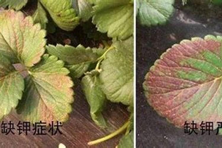 如何判断大白菜缺少钾肥？