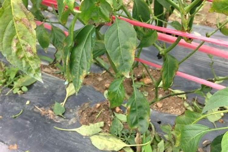 辣椒座果期间,应该施什么肥？