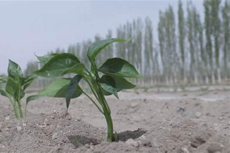 辣椒开花结果期用冲肥吗？怎么施肥能预防徒长